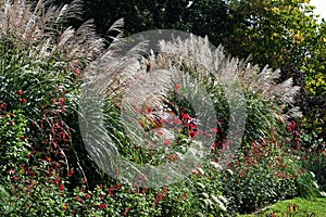 Ornamental grasses when the bloom