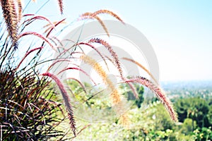 Ornamental Grasses in a Californian Garden