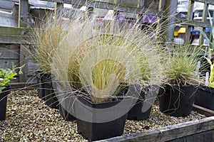 Ornamental grasses growing in pots ready to be planted into the