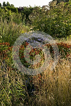 Ornamental grasses, Helenium and  Eupatorium in a dutch wave garden