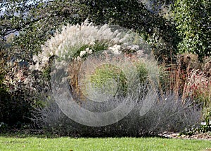 A larger group of ornamental grasses in the garden