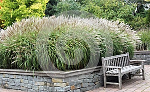 Ornamental grasses photo