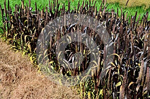 Ornamental grasses with red leaves and creamy beige flowers bent. The vegetation in the flowerbed is up to one meter high.