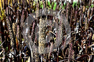 Ornamental grasses with red leaves and creamy beige flowers bent. The vegetation in the flowerbed is up to one meter high.