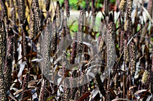 Ornamental grasses with red leaves and creamy beige flowers bent. The vegetation in the flowerbed is up to one meter high.