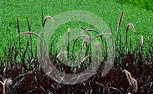 Ornamental grasses with red leaves and creamy beige flowers bent. The vegetation in the flowerbed is up to one meter high.