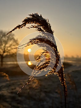Ornamental grasses in the setting sun, the Netherlands.