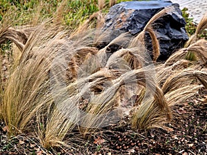 ornamental grasses tied together in a sheaf. protection against