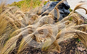 ornamental grasses tied together in a sheaf. protection against