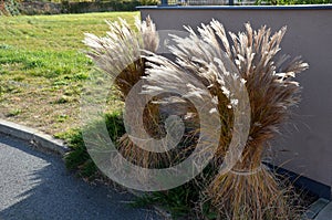 Ornamental grasses tied together in a sheaf. protection against snow and rain, which harms ornamental garden grasses. tied with st photo