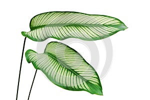 Ornamental Green Leaves of Calathea majestica, Calathea Plant Isolated on White Background with Clipping Path