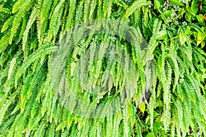 Ornamental green plant wall background. fern plant nature leaves background