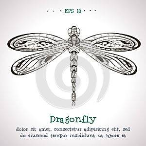 Ornamental hand drawn vintage vector Dragonfly
