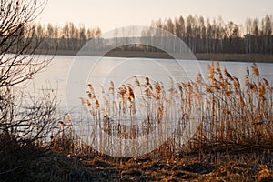 Ornamental High Grasses in the Wind in Golden Winter Sunset over Frozen Lake