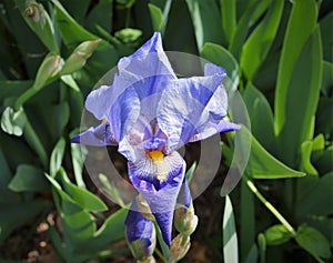 Iris Blooming at Albuquerque BioPark Botanic Garden photo