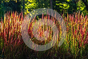 Ornamental Japanese blood grass or Imperata cylindrica `Rubra` backlit with evening sun outdoors. Beautiful perennial plant with photo