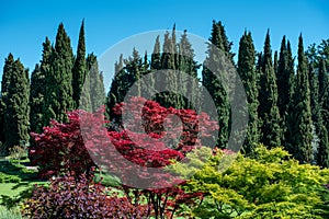 Ornamental Japanese Maple trees in a large garden with cypresses