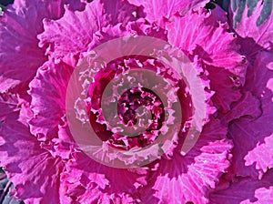 Ornamental Kale