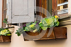 Ornamental kale as Floral windowsill decoration in wooden rectangle pots.