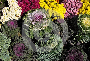 Ornamental Kale with Chrysanthemums