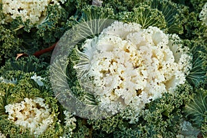 Ornamental kale in garden