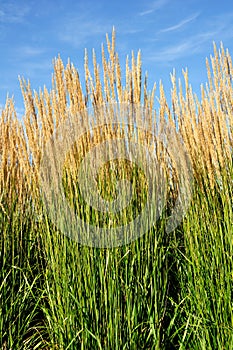 Ornamental Karl Foerster Feather Reed Grass photo