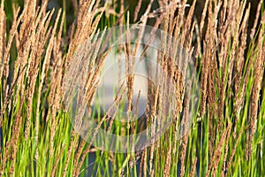 Ornamental Karl Foerster Feather Reed Grass Calamagrostis acutiflora