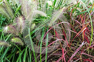 Ornamental Landscaping Multi Colored Fountain Grass