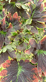 ornamental leaf plant