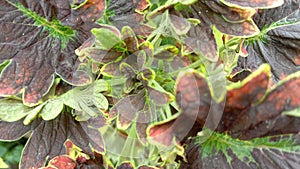 ornamental leaf plant