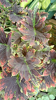 ornamental leaf plant