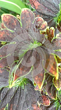 ornamental leaf plant