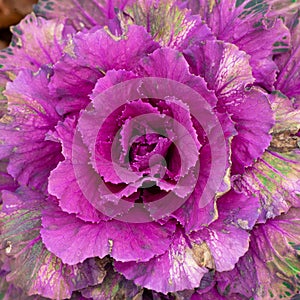 Ornamental leafy colorful garden cabbage detailed image