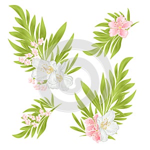 Ornamental leaves and jasmine and sakura on a white background  watercolor vintage  vector editable illustration hand drawn