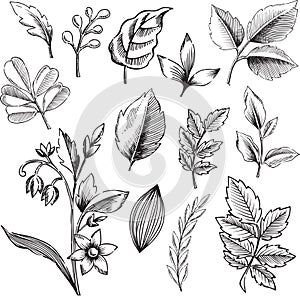 Ornamental Leaves Vector Illustration