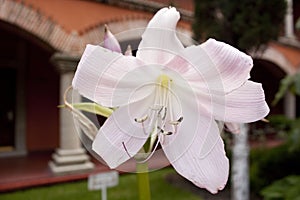 Ornamental lily flower in Mexico photo