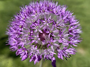 Ornamental Lily, Giant Lily