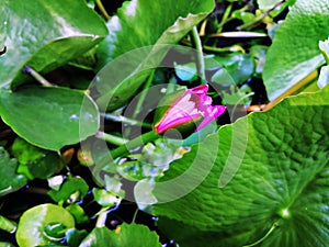 Ornamental lotus planted in a cement basin To decorate the front of the house or various places photo