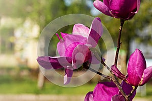 Ornamental magnolia plant in early spring.