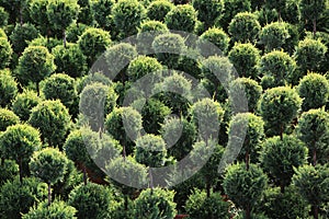 Ornamental meadow of round shrubs