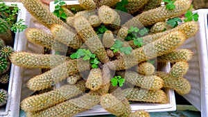 Ornamental Mini Cactus Mammillaria Elongata With A Long Shape