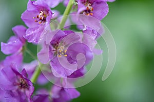 Purple mullein, Verbascum phoeniceum, close-up flowers