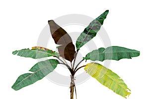 Ornamental Musa banana tree tropical foliage plant with multicolor variegated leaves isolated on white background, clipping path