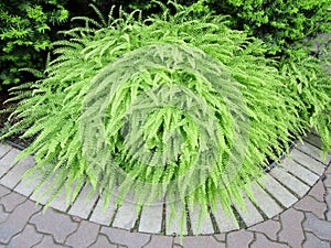 Ornamental Northern Maidenhair Ferns.