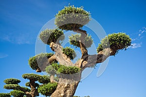 Ornamental olive tree in a nursery