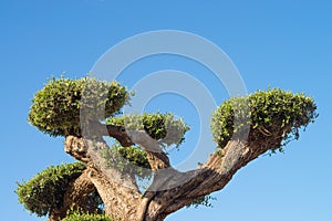 Ornamental olive tree