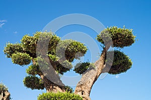 Ornamental olive tree