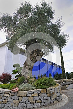 Ornamental olive tree