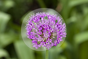 Ornamental Onion (Allium)