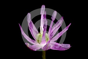 Ornamental Onion (Allium aflatunense). Flower Closeup